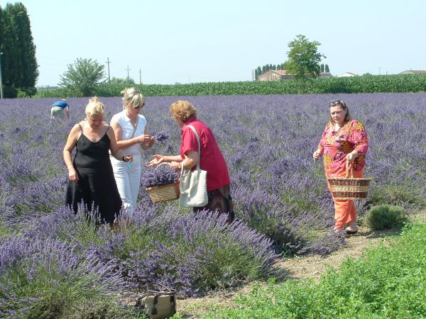 29a29 giugno 2008, Festa della lavanda