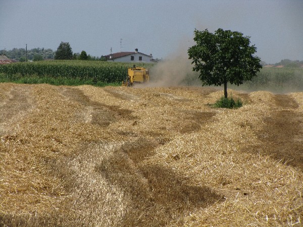 30 Trebbiatura, luglio 2008