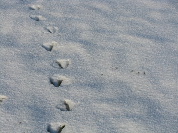 36 Impronte, gennaio 2009