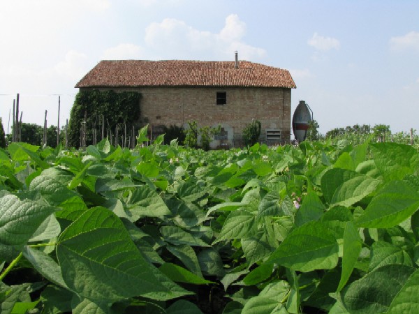 17 Piselli in fiore, maggio 2008
