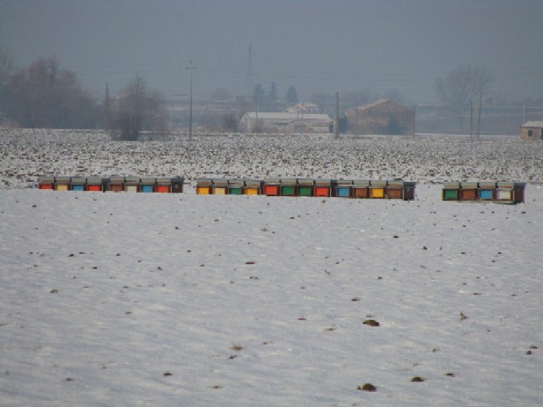 37 Neve, gennaio 2009