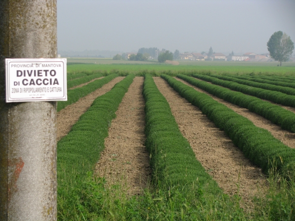 14 Lavandeto, aprile 2008.