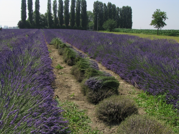28a Raccolto lavanda 2008