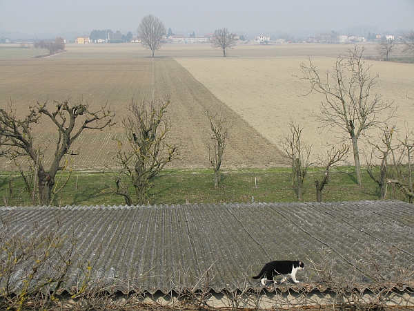 42 Bal�, marzo 2009
