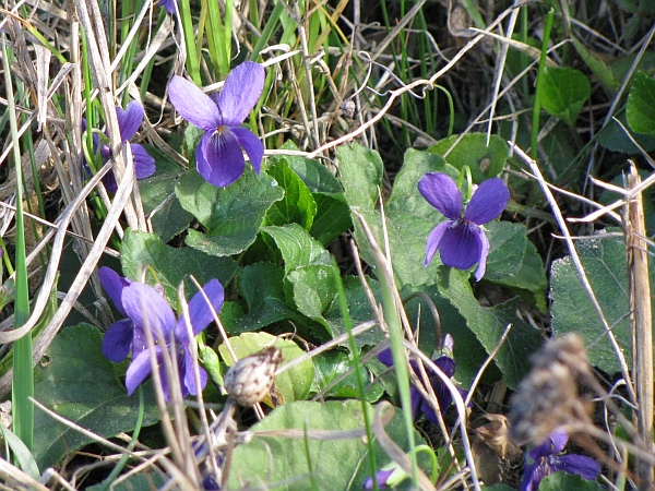 43 Nel rivale, marzo 2009