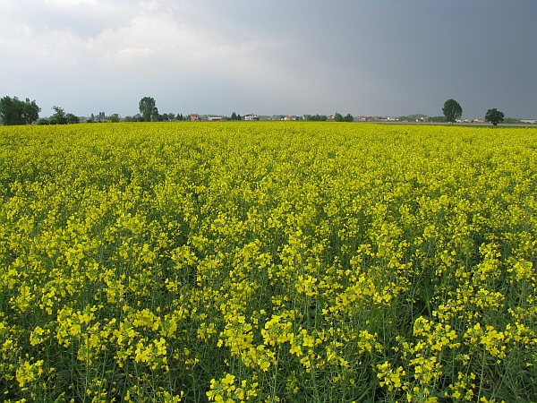 44 Giallo colza, aprile 2009