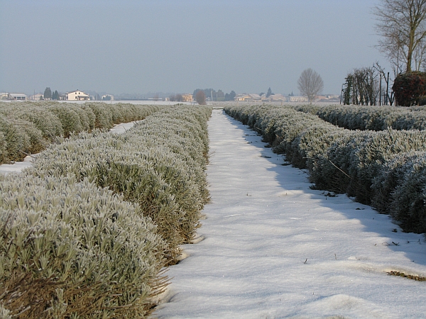 37a Lavandeto, gennaio 2009