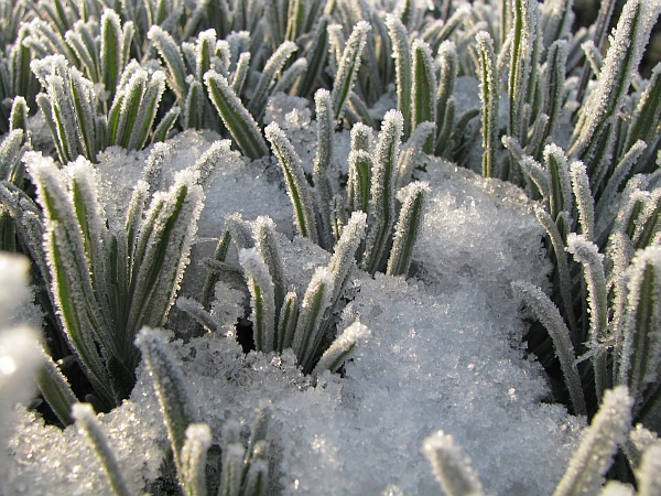 37b Lavandeto, gennaio 2009