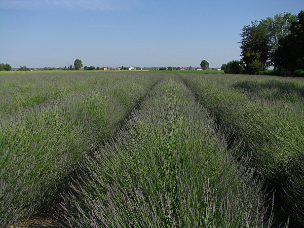 52 Lavandeto, 2 giugno 2009