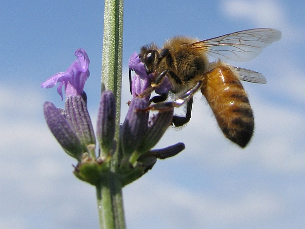 53 Lavandeto, giugno 2009