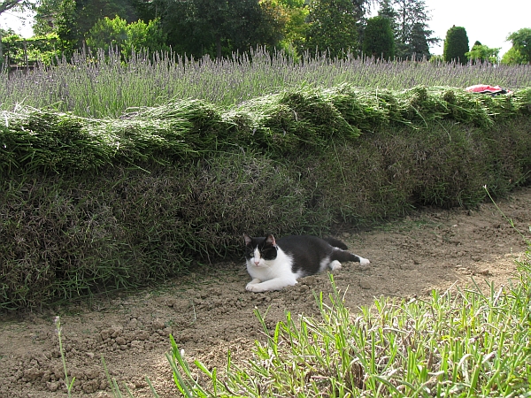 54 Bal�, 4 giugno 2009