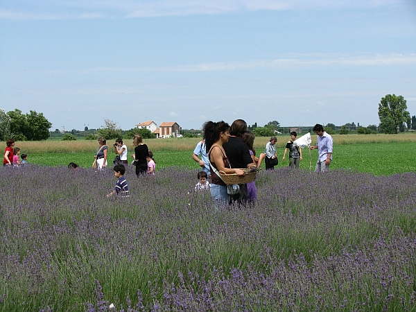 59 21 giugno, 3� Festa della Lavanda