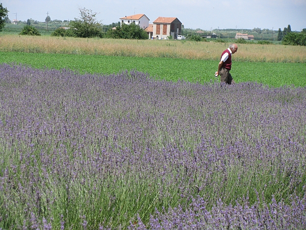 61 21 giugno, 3� Festa della Lavanda