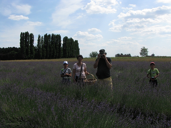 64 21 giugno, 3� Festa della Lavanda