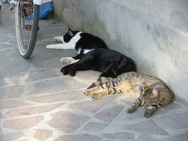 65 Attivit� agostane, agosto 2009