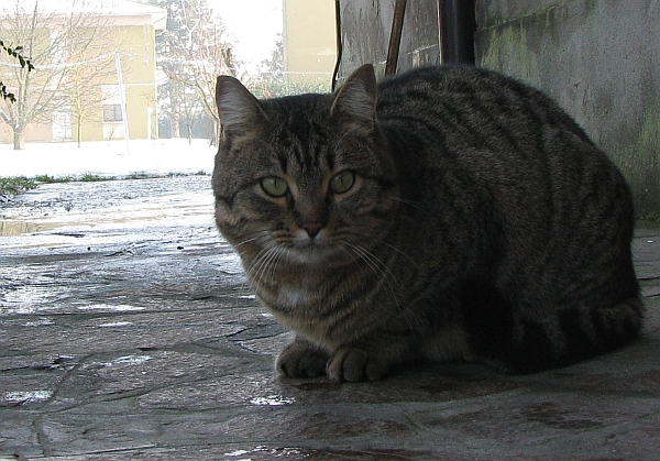70 Lilla, dicembre 2009