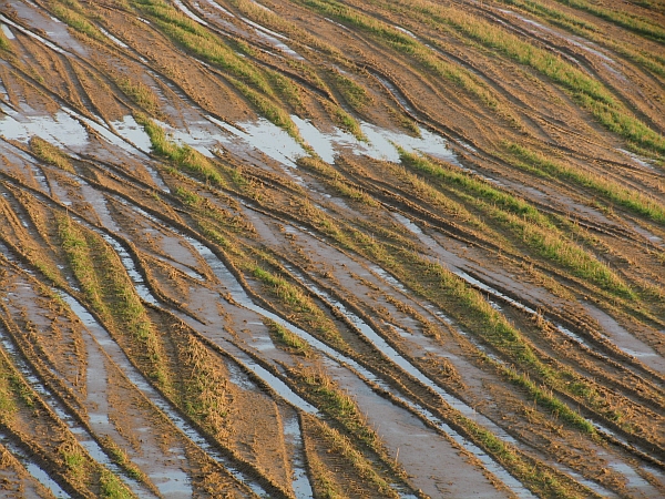77 Le impronte della pioggia, marzo 2010 