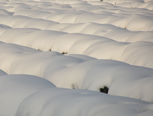 75 Dune di neve, gennaio 2010