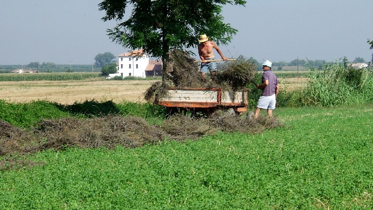 09 Raccolto lavanda 2007