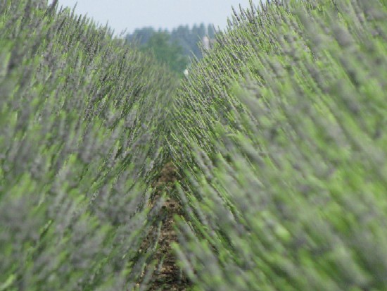 20 Tra i filari di lavanda, giugno 2008