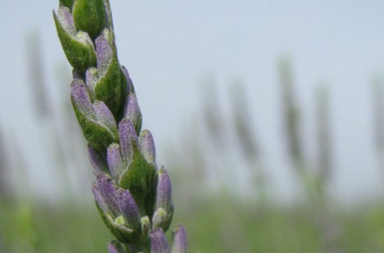 21 Fiore della lavanda, giugno 2008