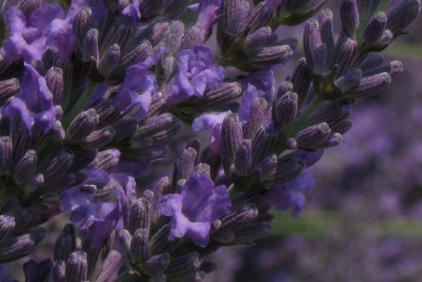 01 Il fiore della Lavanda