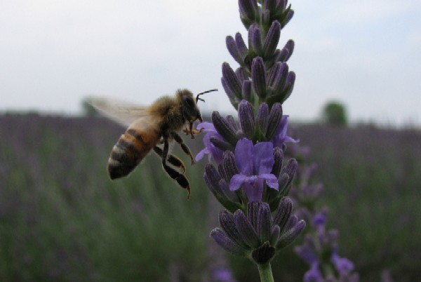 25 Lavanda in fiore, giugno 2008