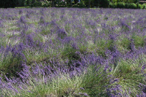 27 Mare di lavanda, giugno 2008