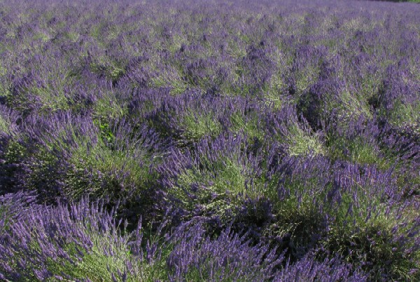 28 Mare di lavanda, giugno 2008