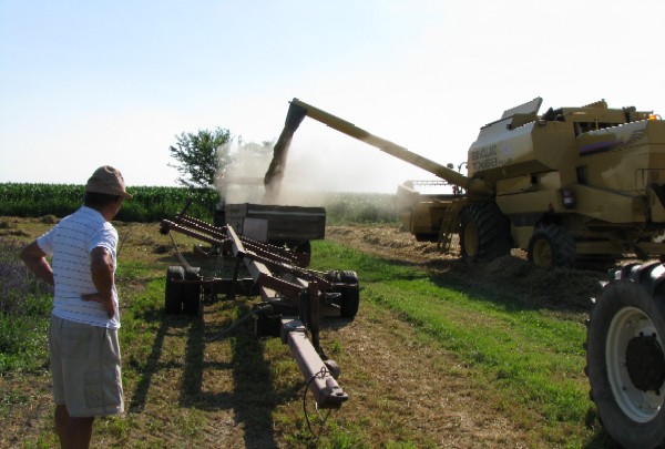 29 Mietitura dell'orzo, 22 giugno 2008